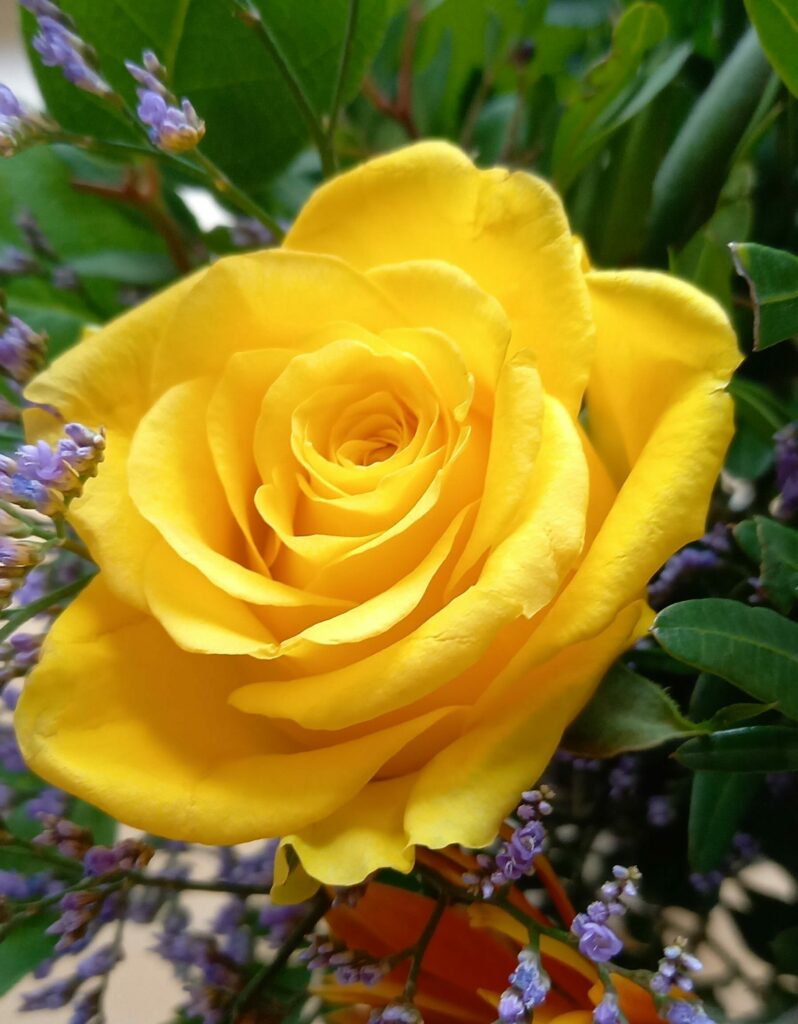 gelbe Rose